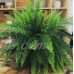 Hanging Boston Fern (Nephrolepis exaltata) Live House Plant from Delray Plants, 10-inch Hanging Pot   563705891